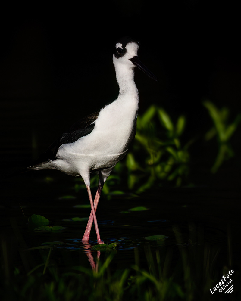 Black-necked Stilt