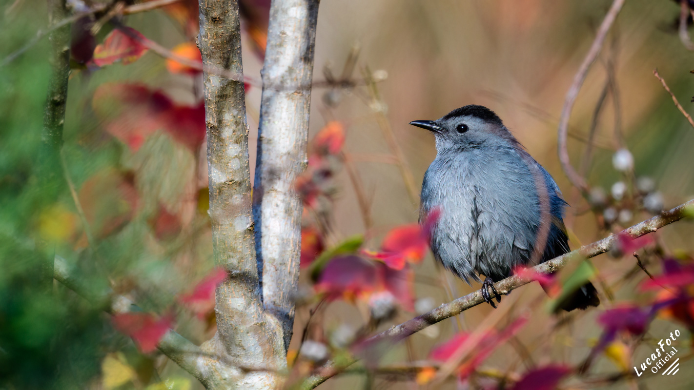 Gray Catbird