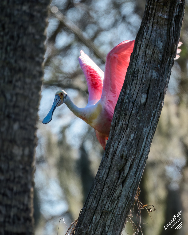 Roseate Spoonbill