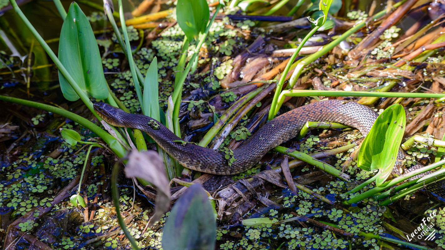 Florida Green Watersnake
