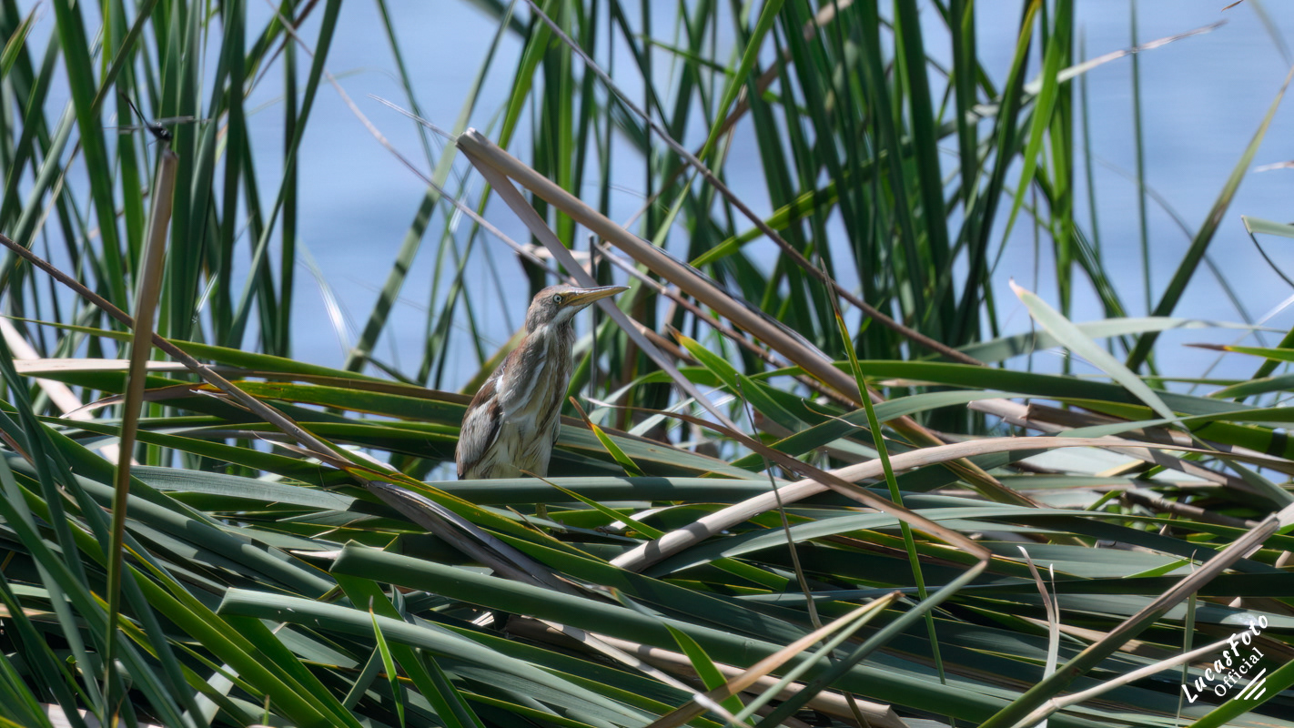 Least Bittern