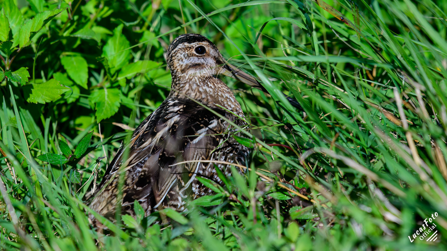 Wilson's Snipe