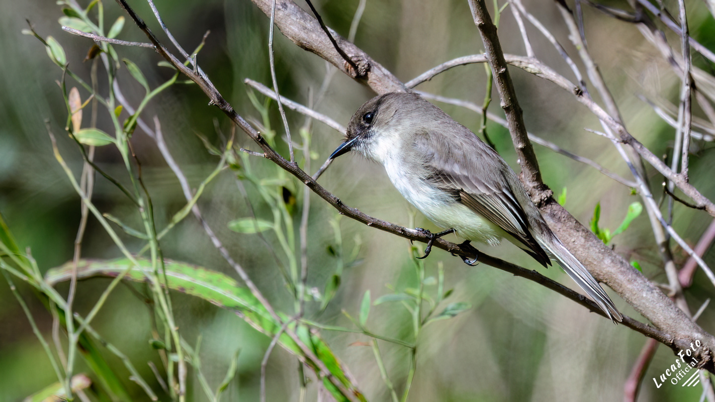 Eastern Phoebe