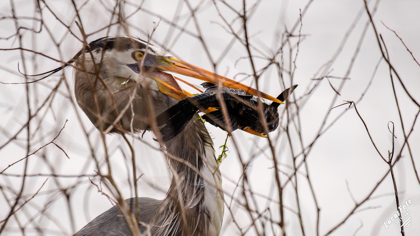 Great Blue Heron