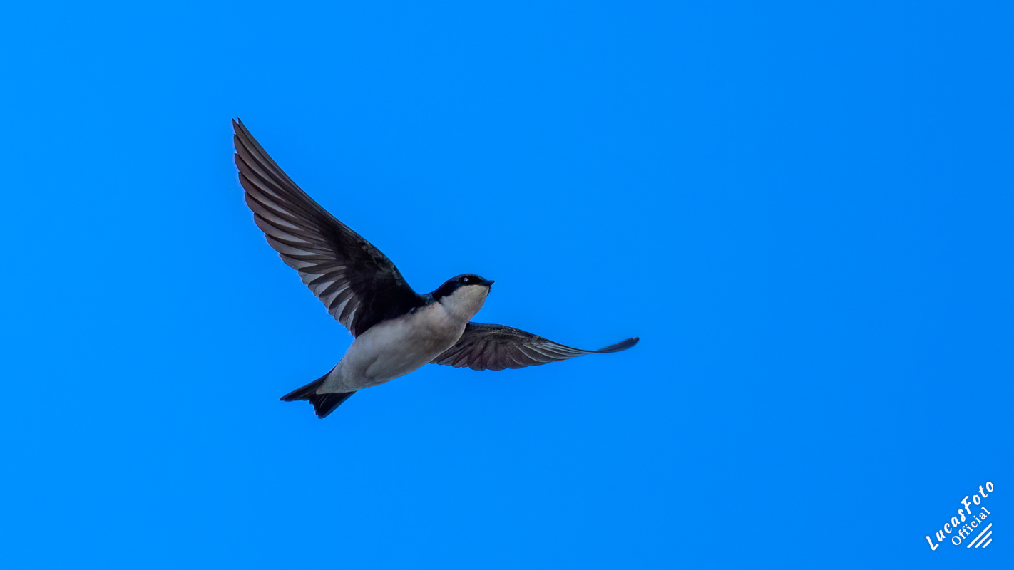 Tree Swallow