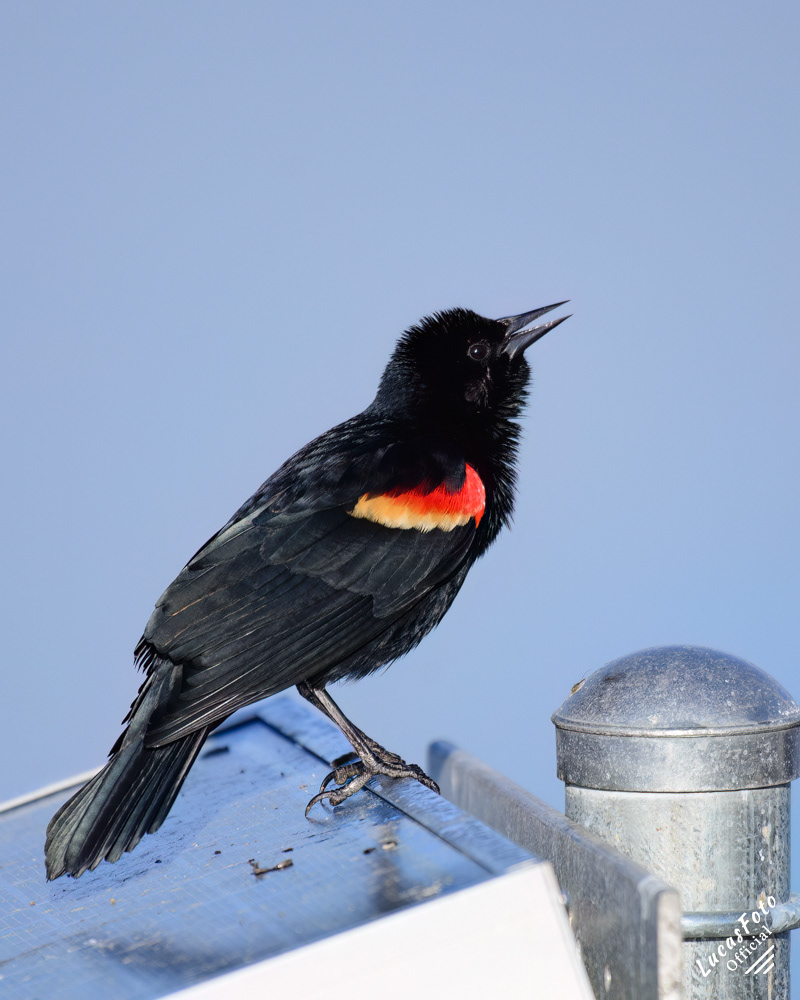 Red-winged Blackbird