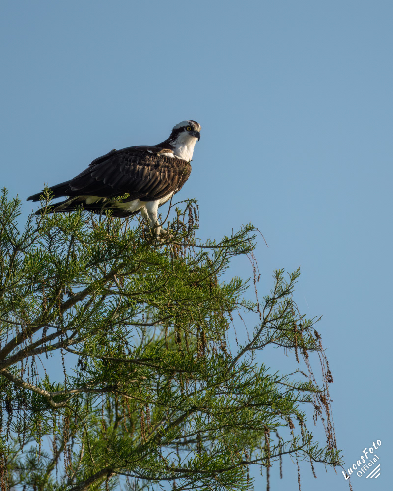 Osprey