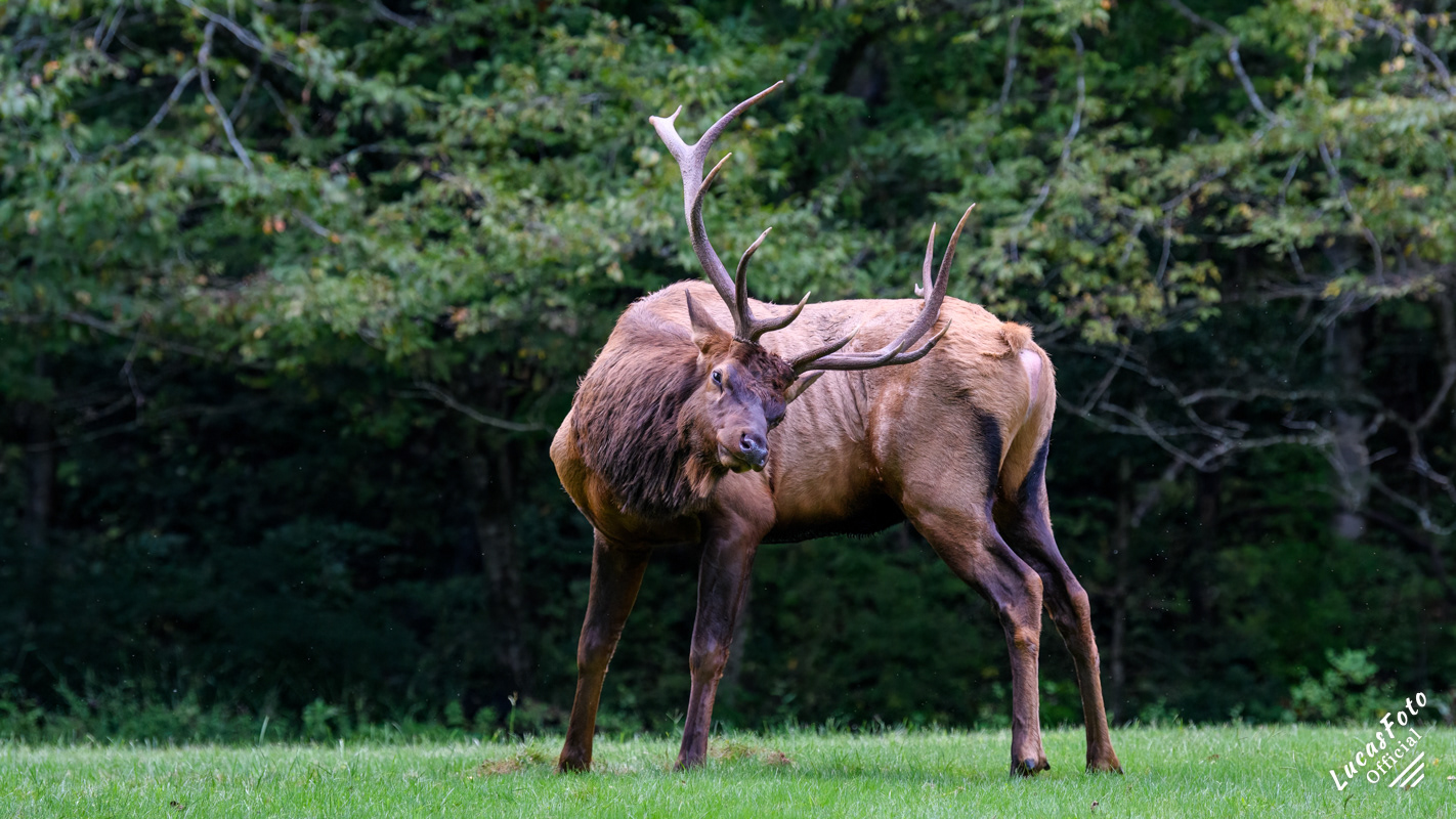 Elk