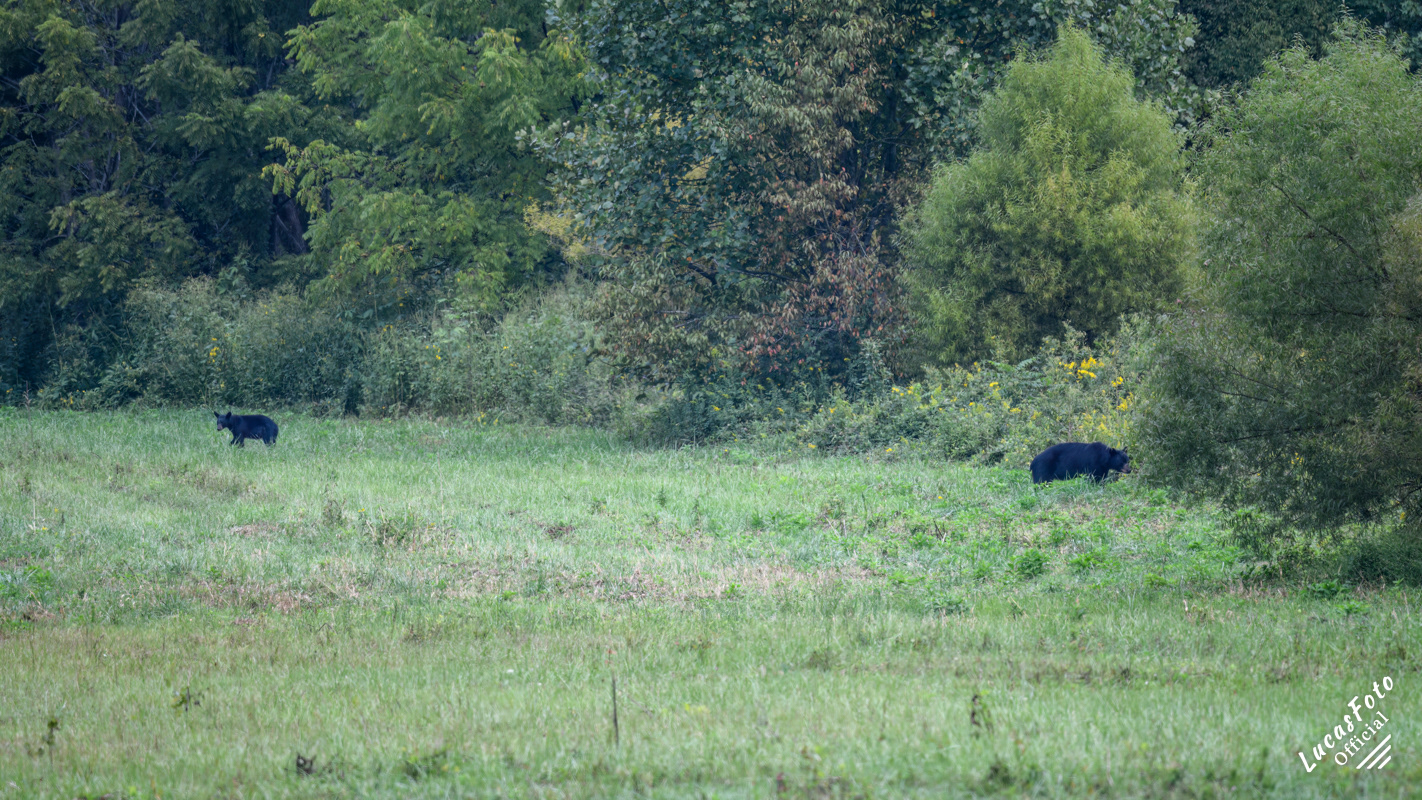 Black Bear