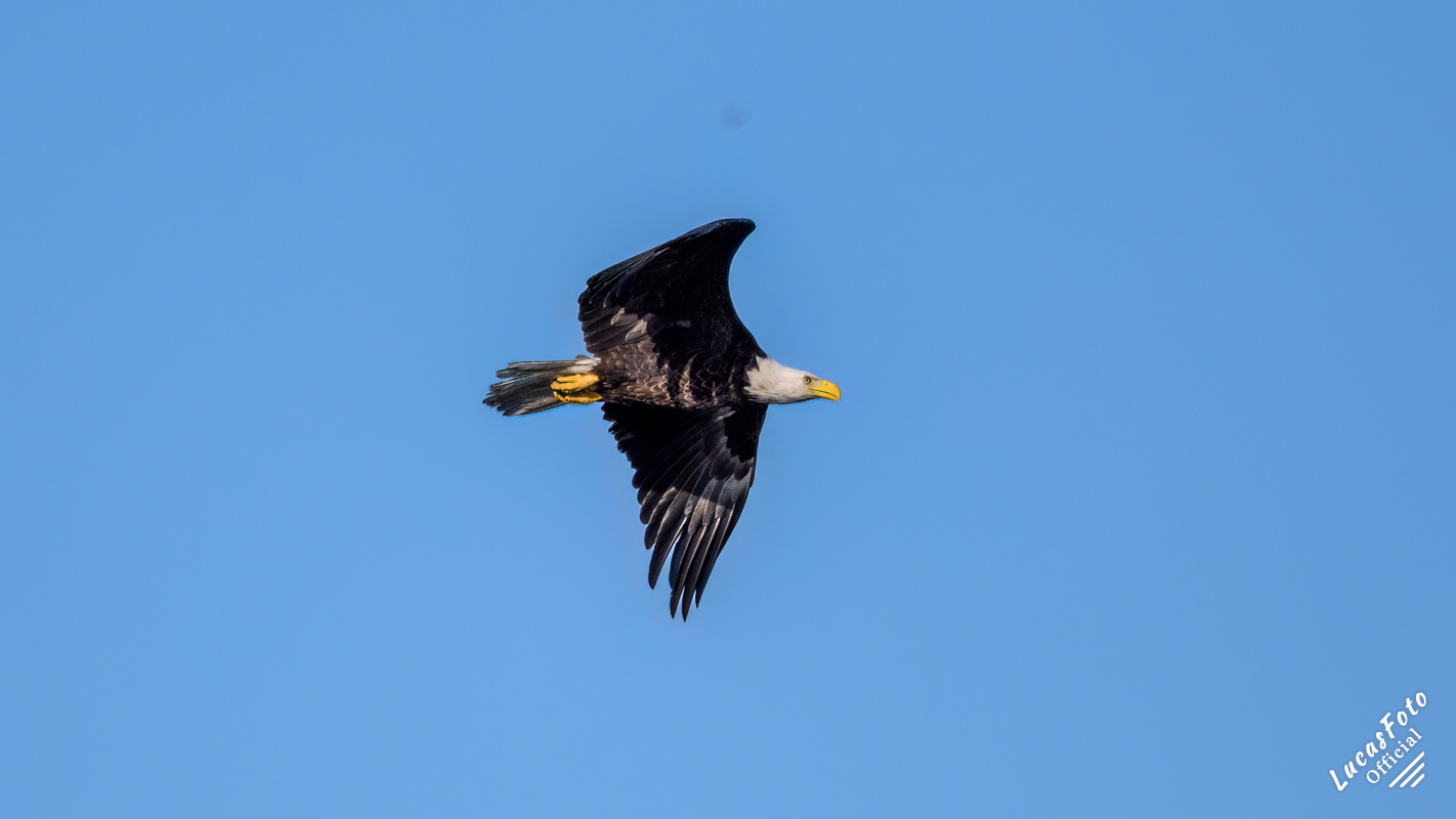 Bald Eagle