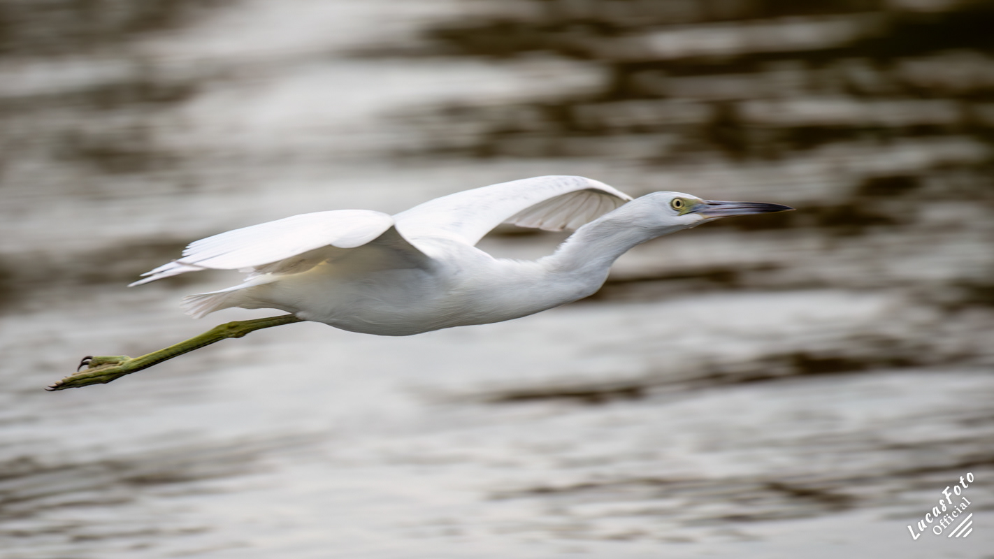 Juvenile Little Blue Heron