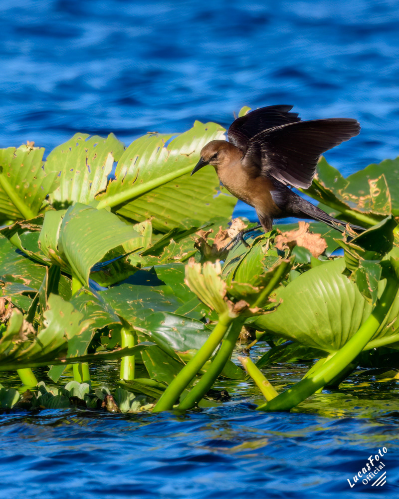 Boat-tailed Grackle