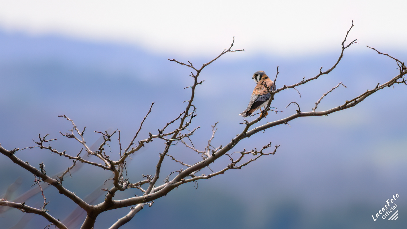 American Kestrel