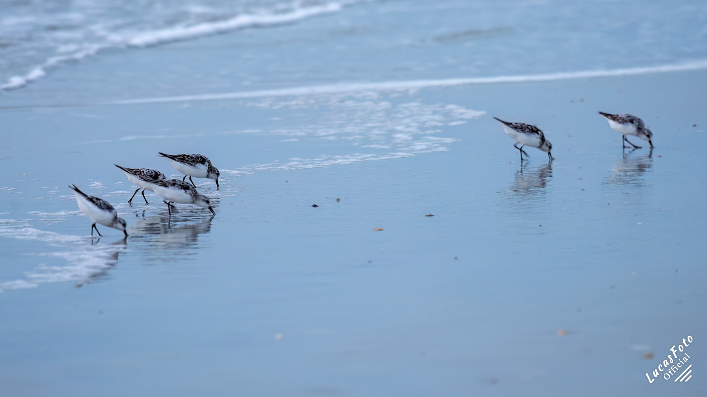 Sanderling