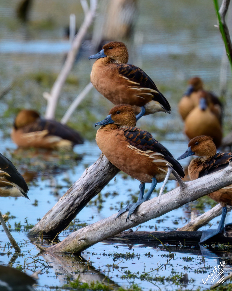 Fulvous Whistling-Duck