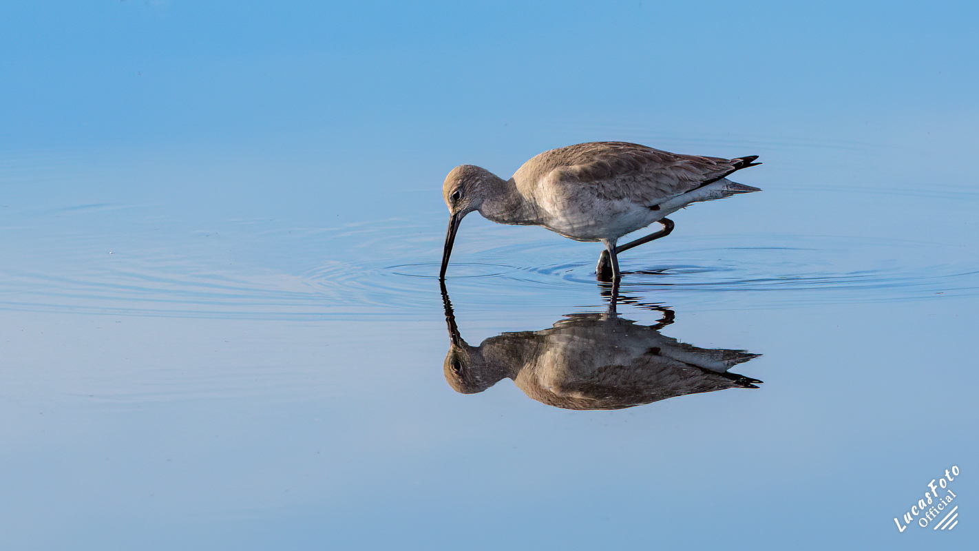 Willet