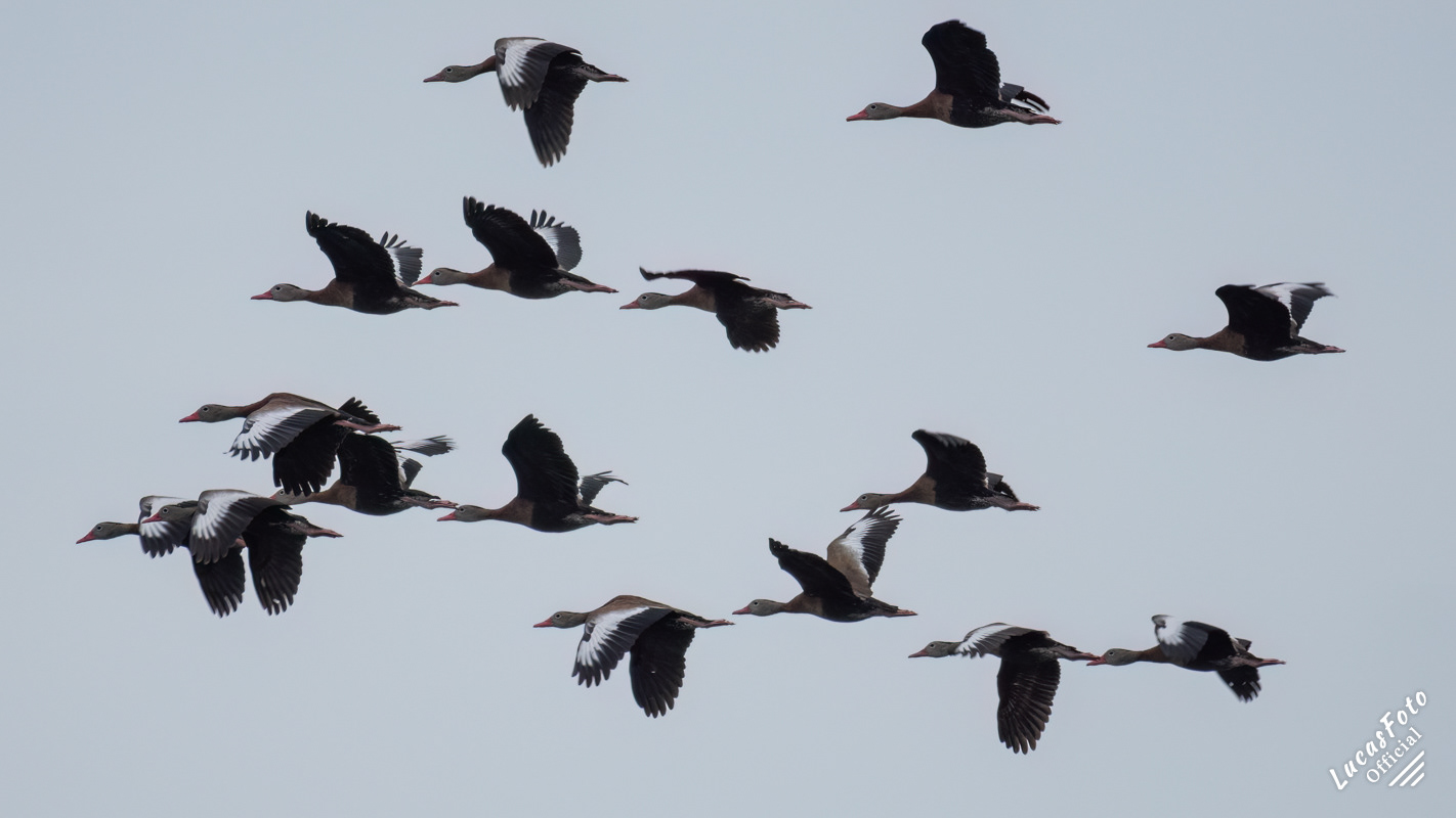 Black-bellied Whistling-Duck