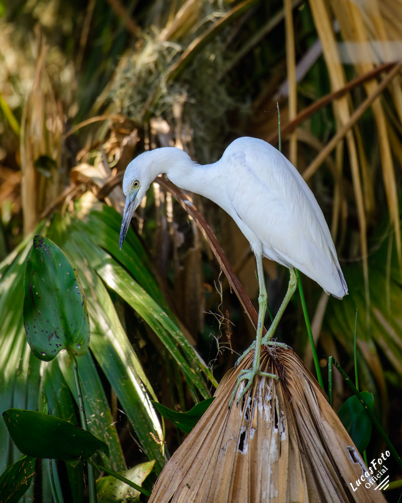 Juvenile Little Blue Heron