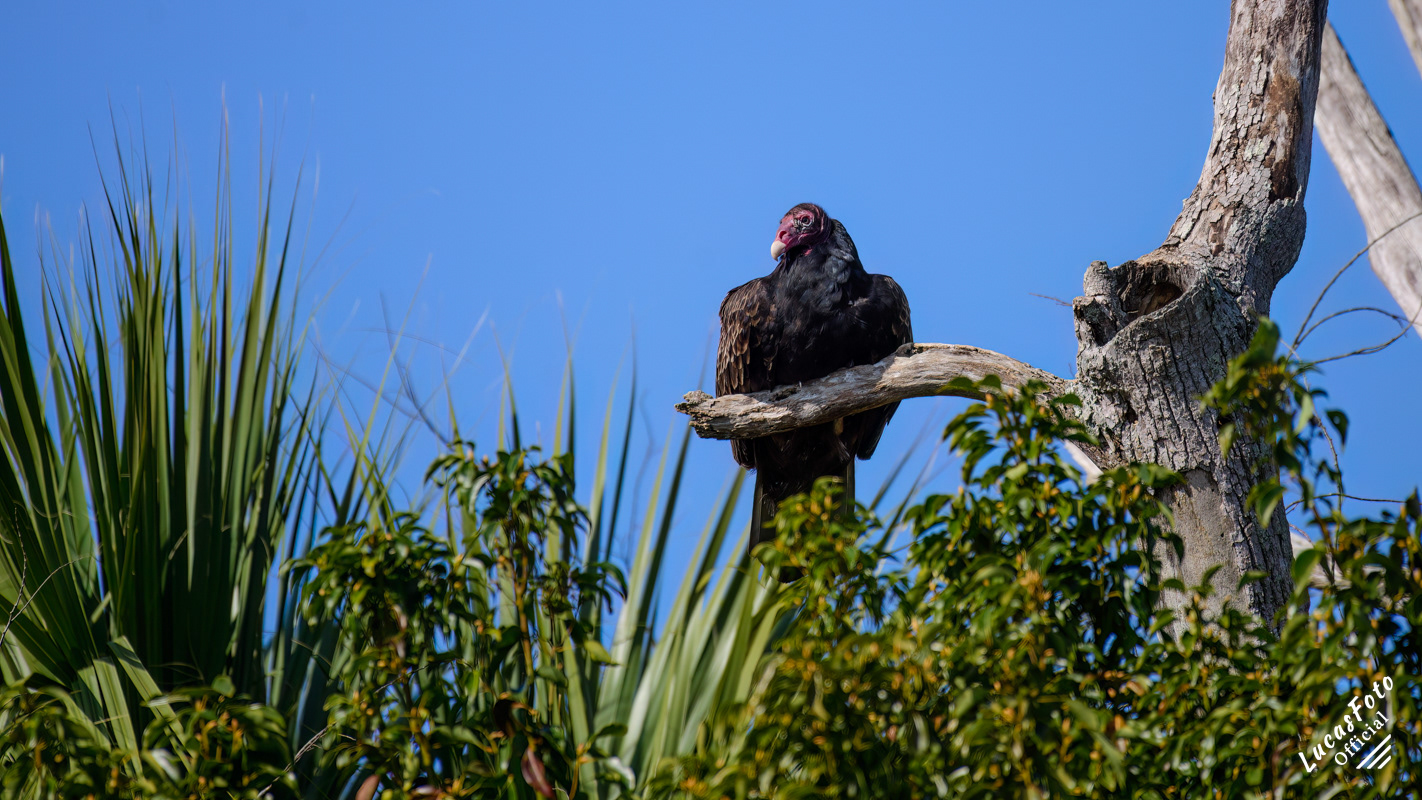 Turkey Vulture