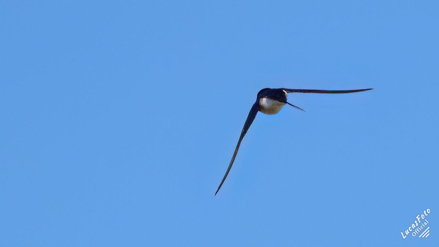 Tree Swallow