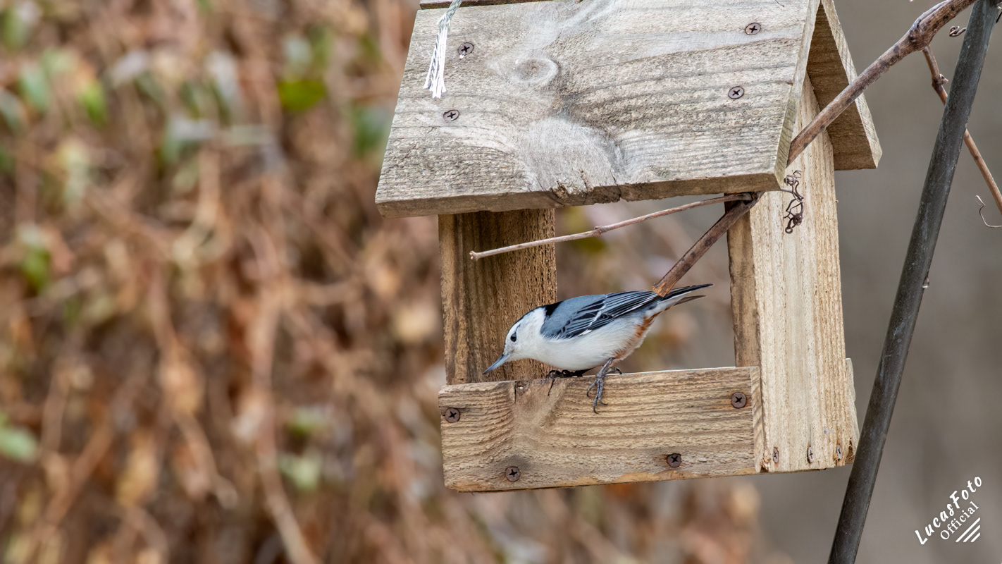White-breasted Nuthatch