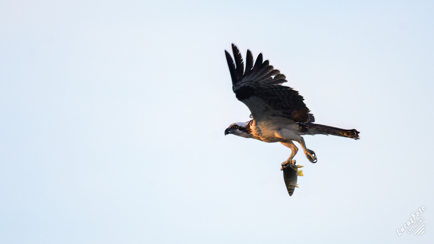 Osprey