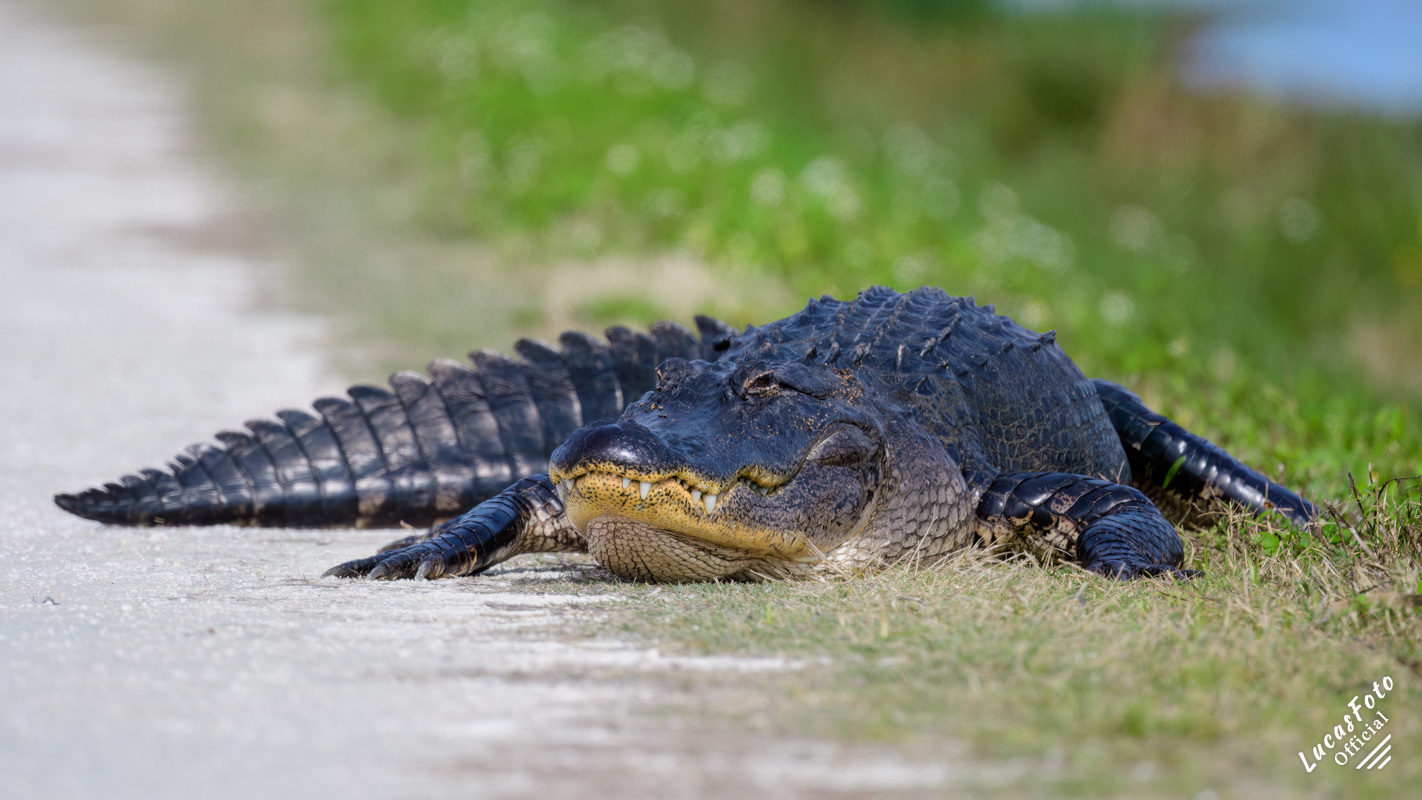 Alligator