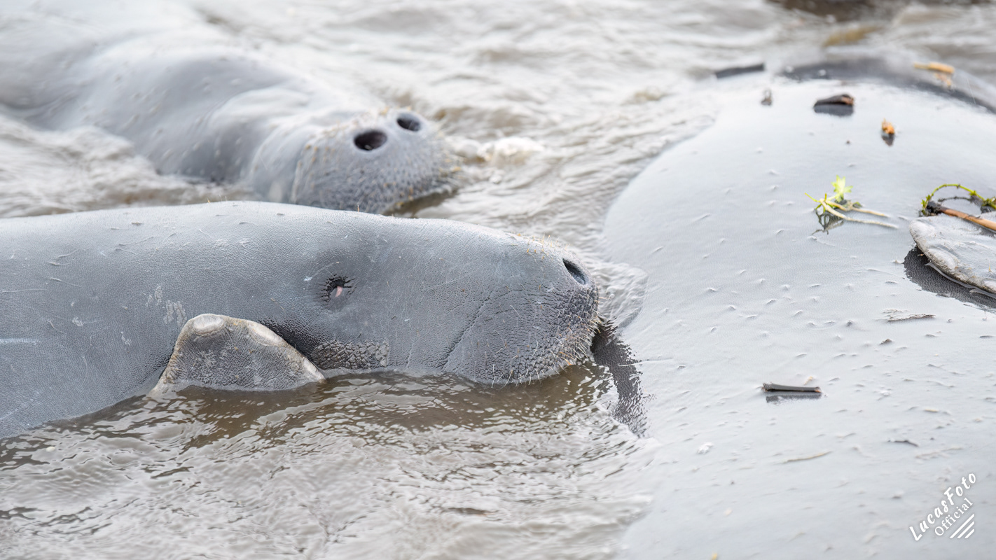 Manatee Mating Ball/Herd