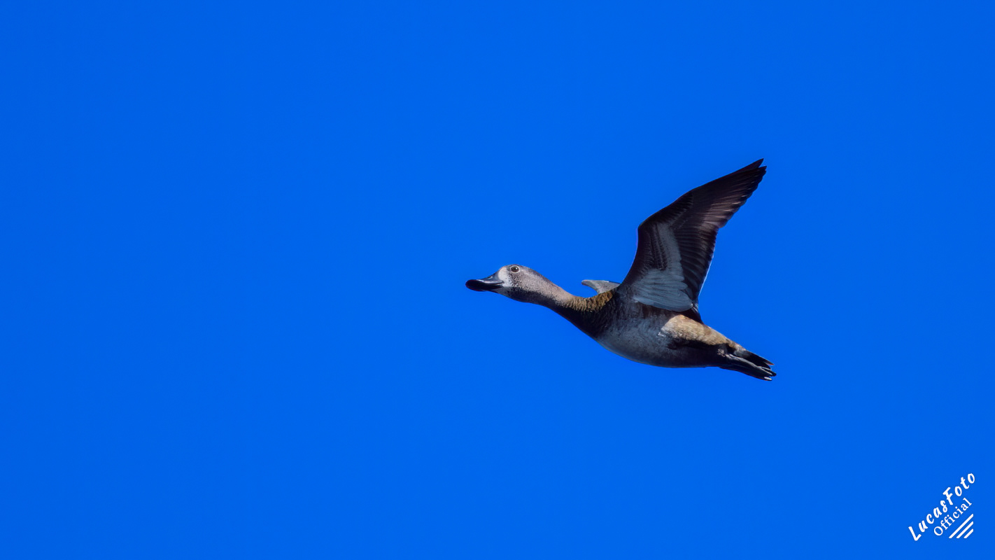 Ring-necked duck