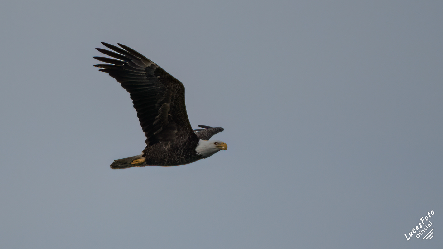 Bald Eagle
