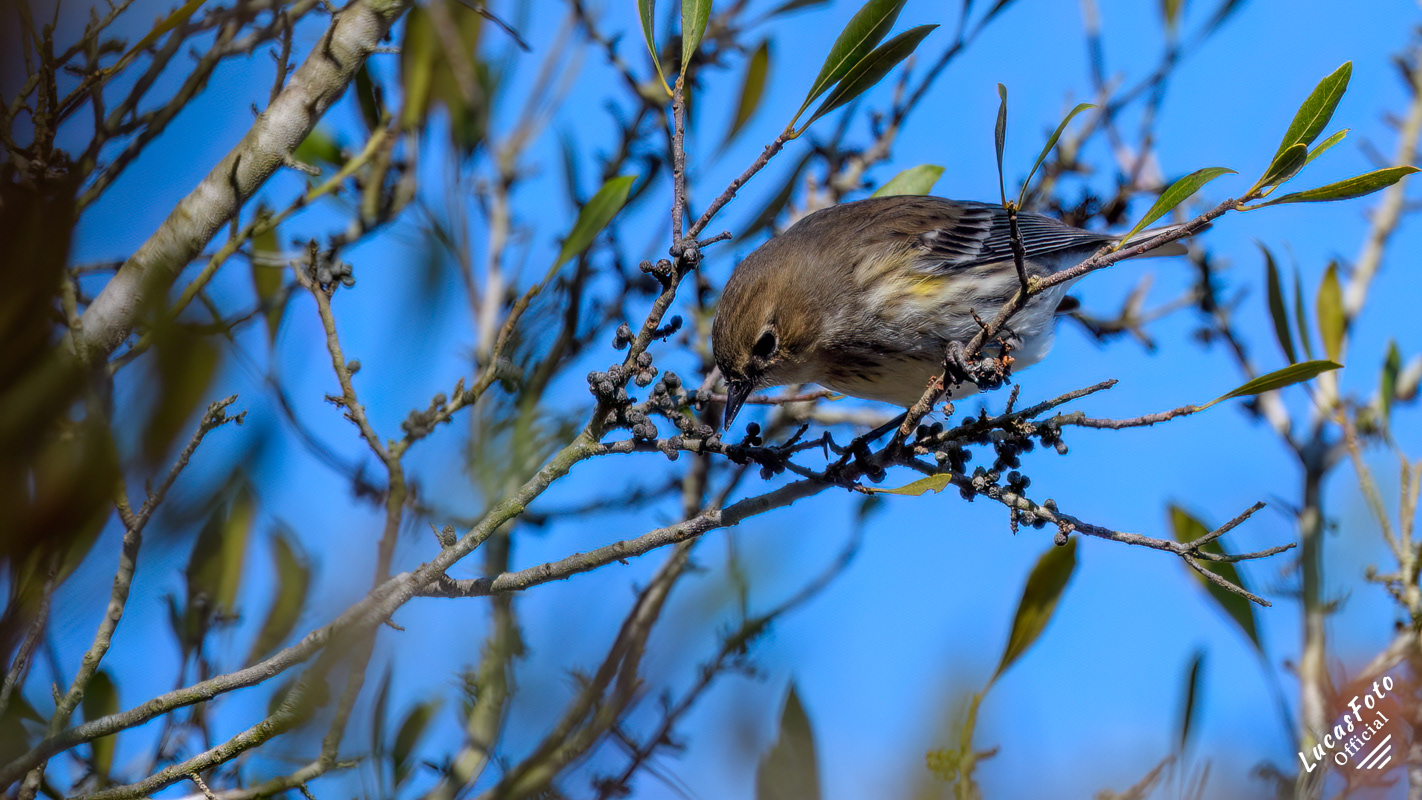 Yellow-rumped Warbler
