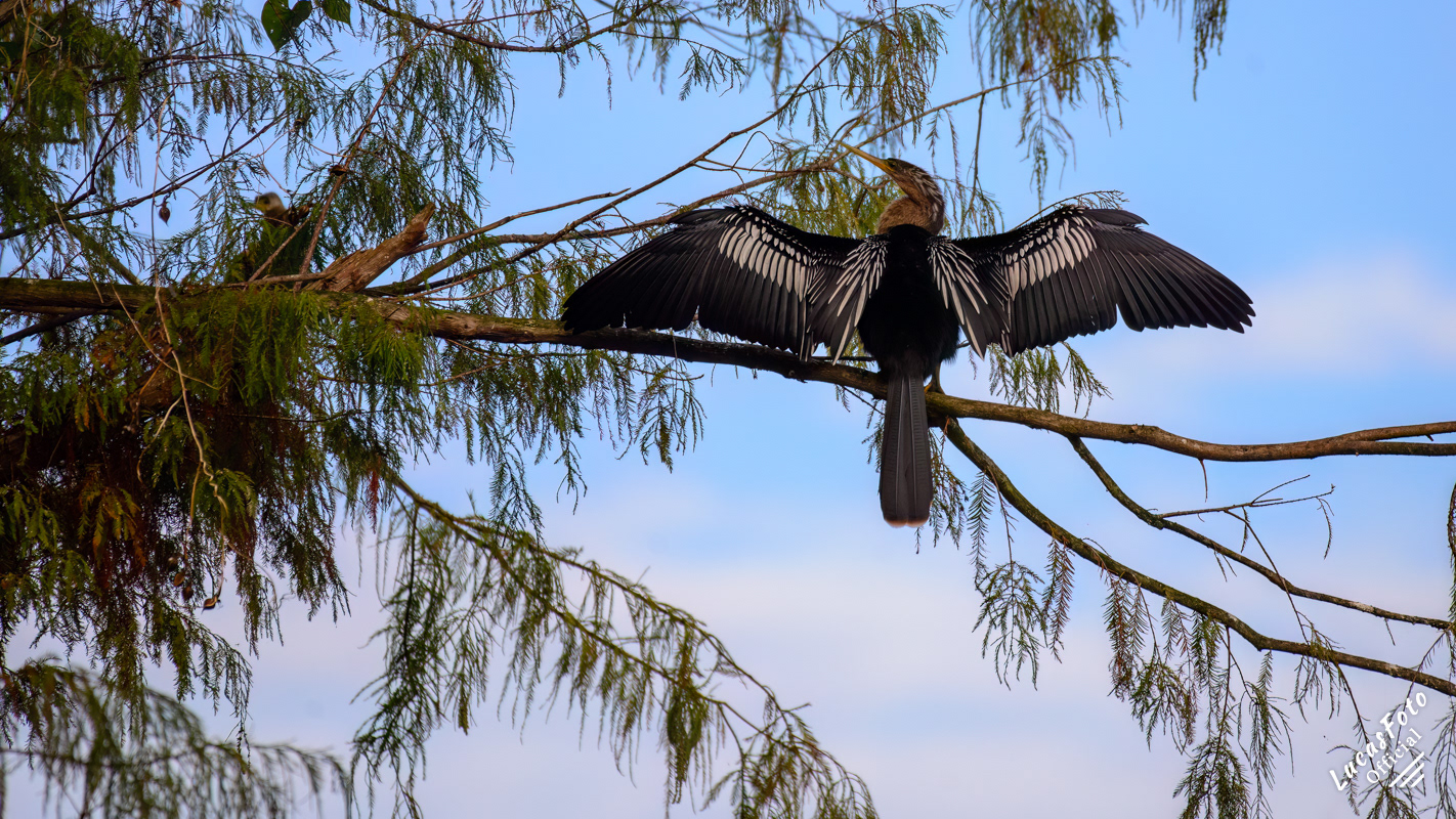 Anhinga
