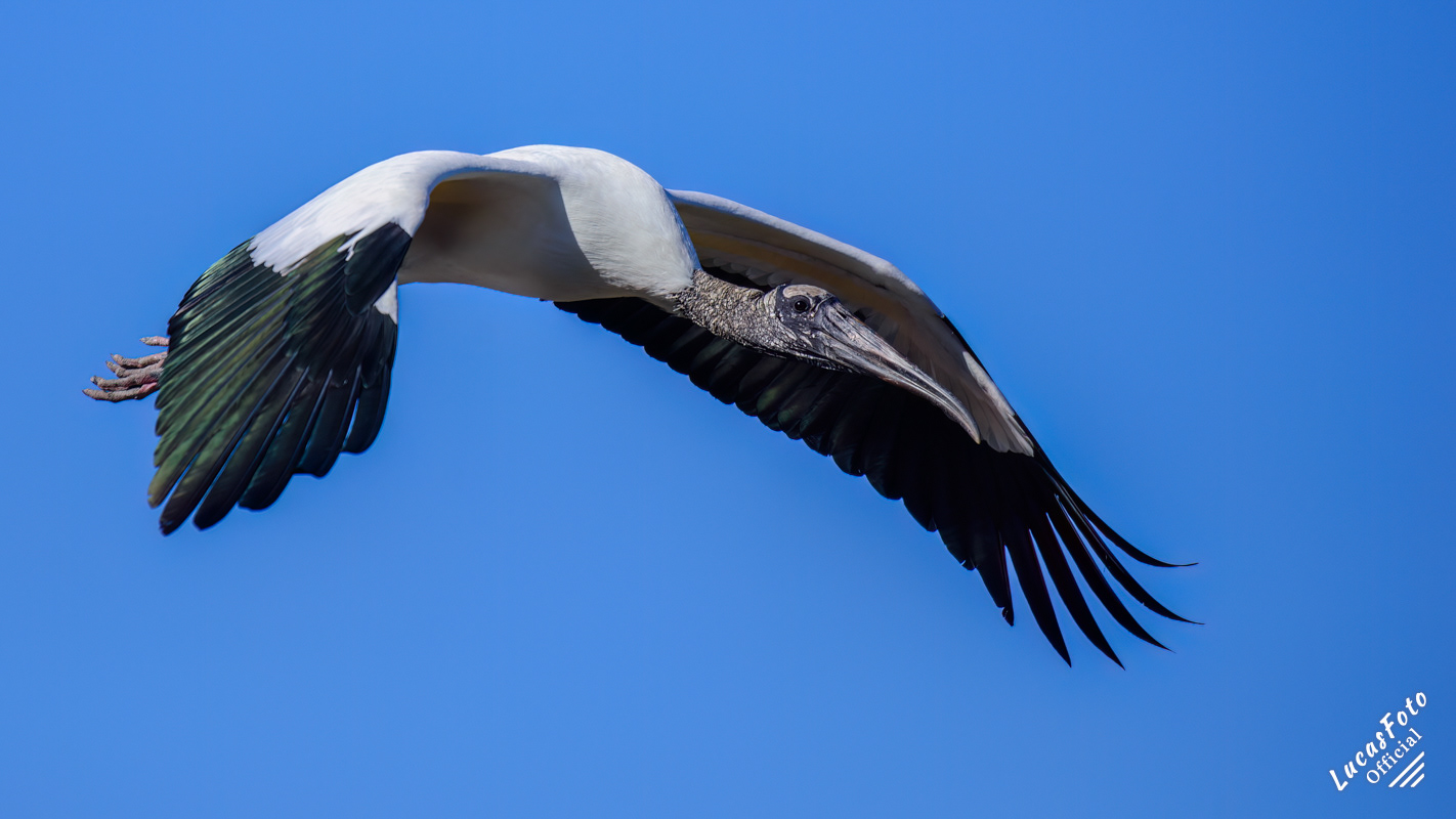 Wood Stork