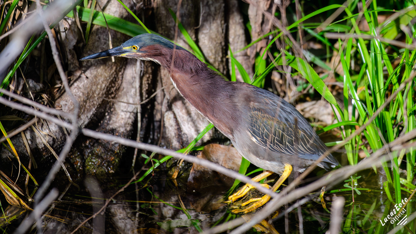 Green Heron
