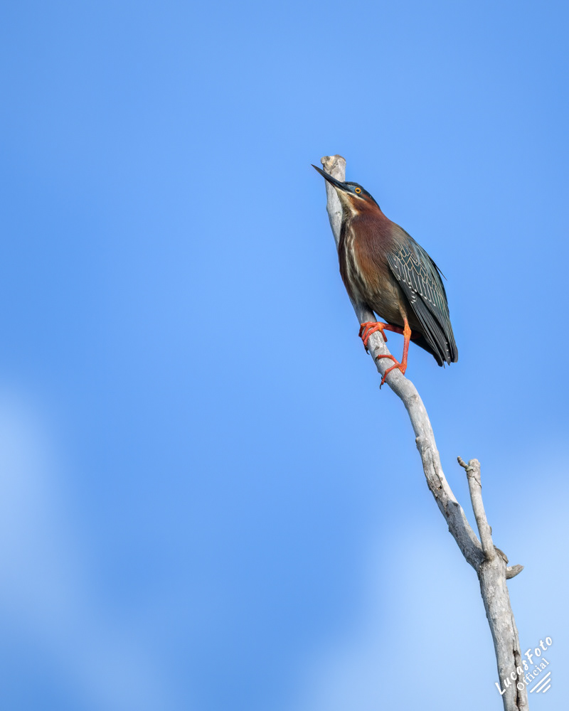 Green Heron