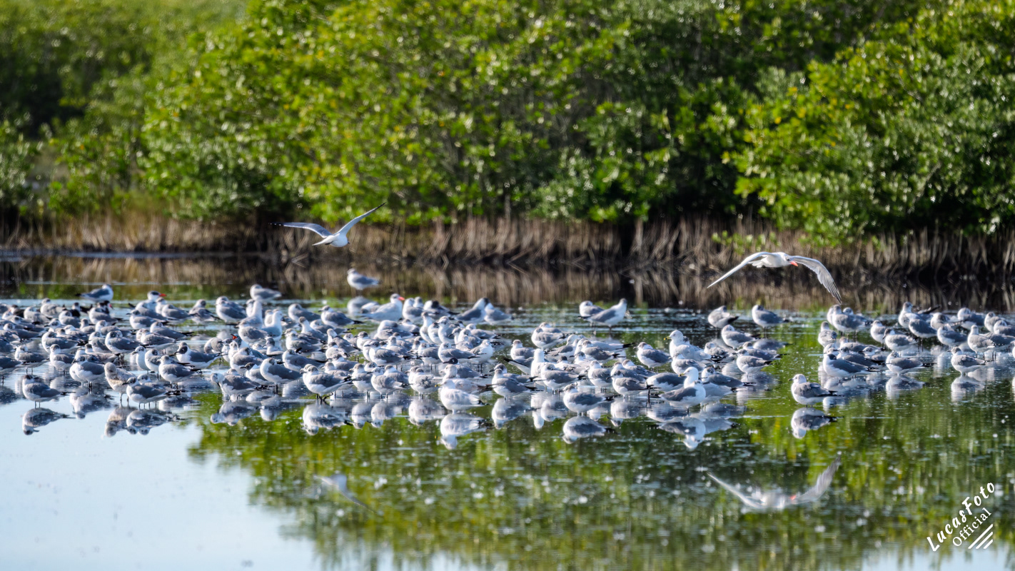 Laughing Gull / Ring Billed Gull / Caspian Tern
