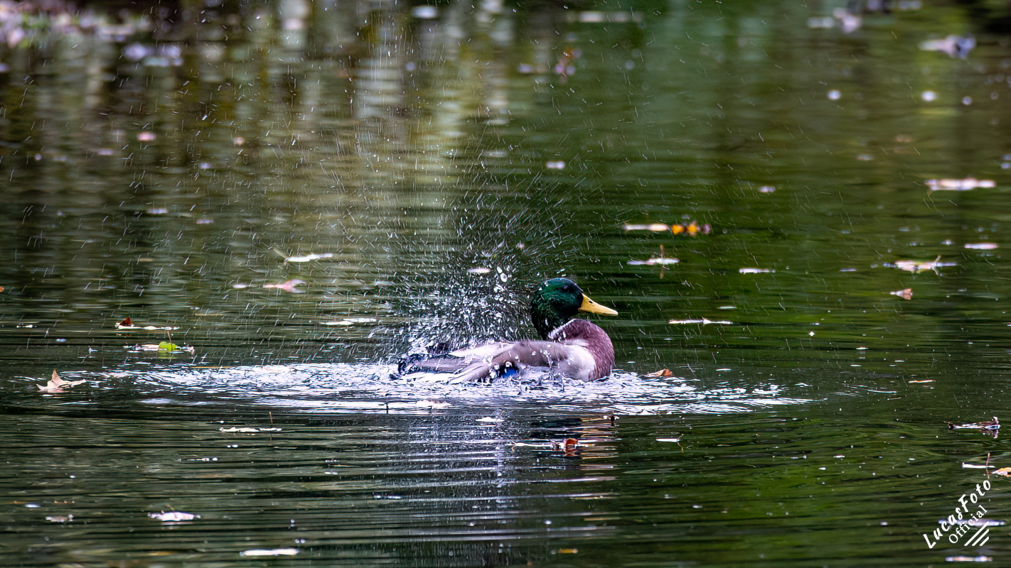 Mallard Duck
