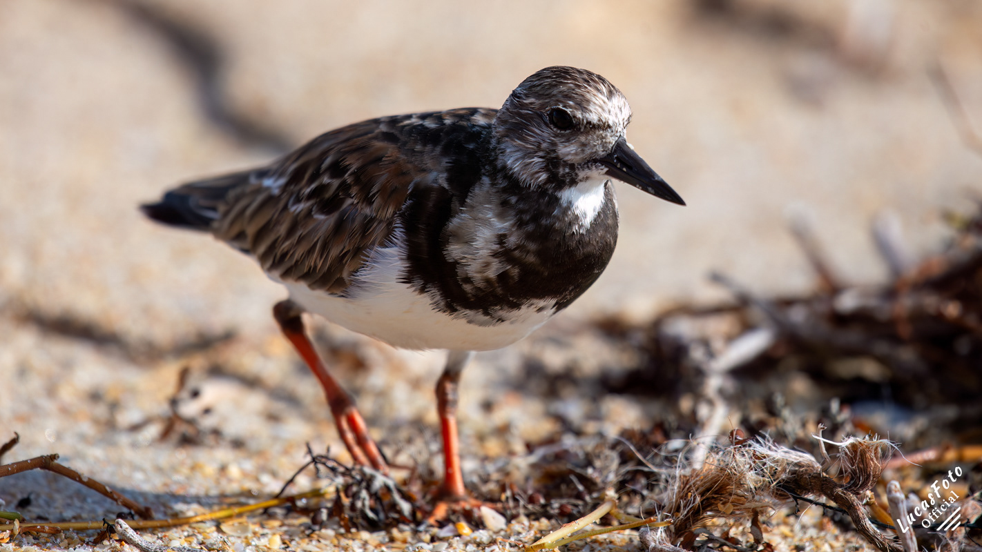 Ruddy Turnstone