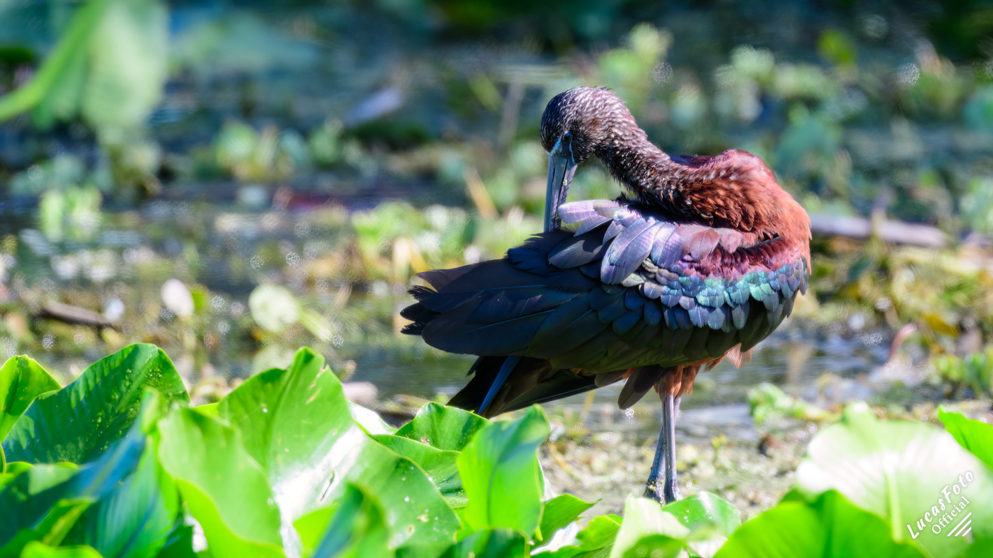 Glossy Ibis