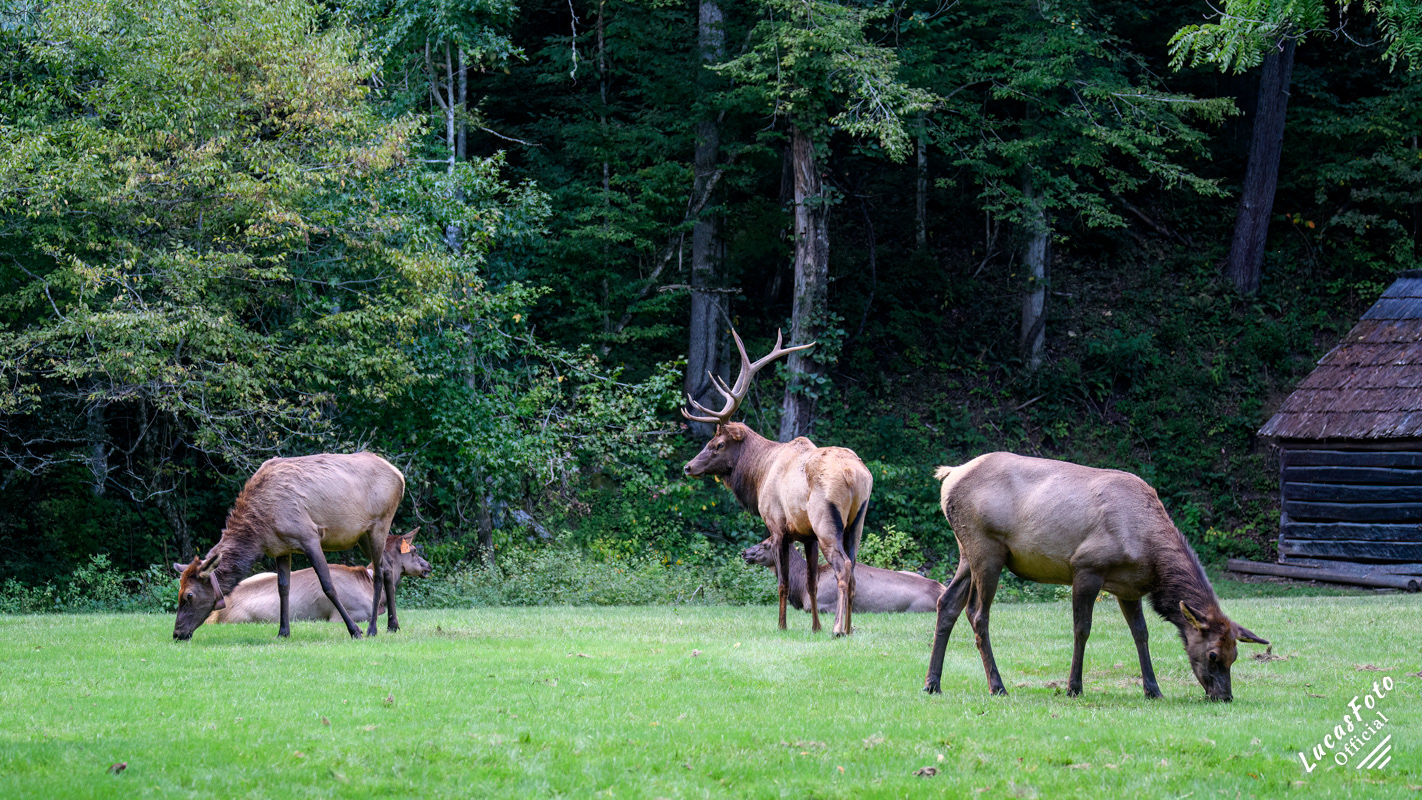 Elk