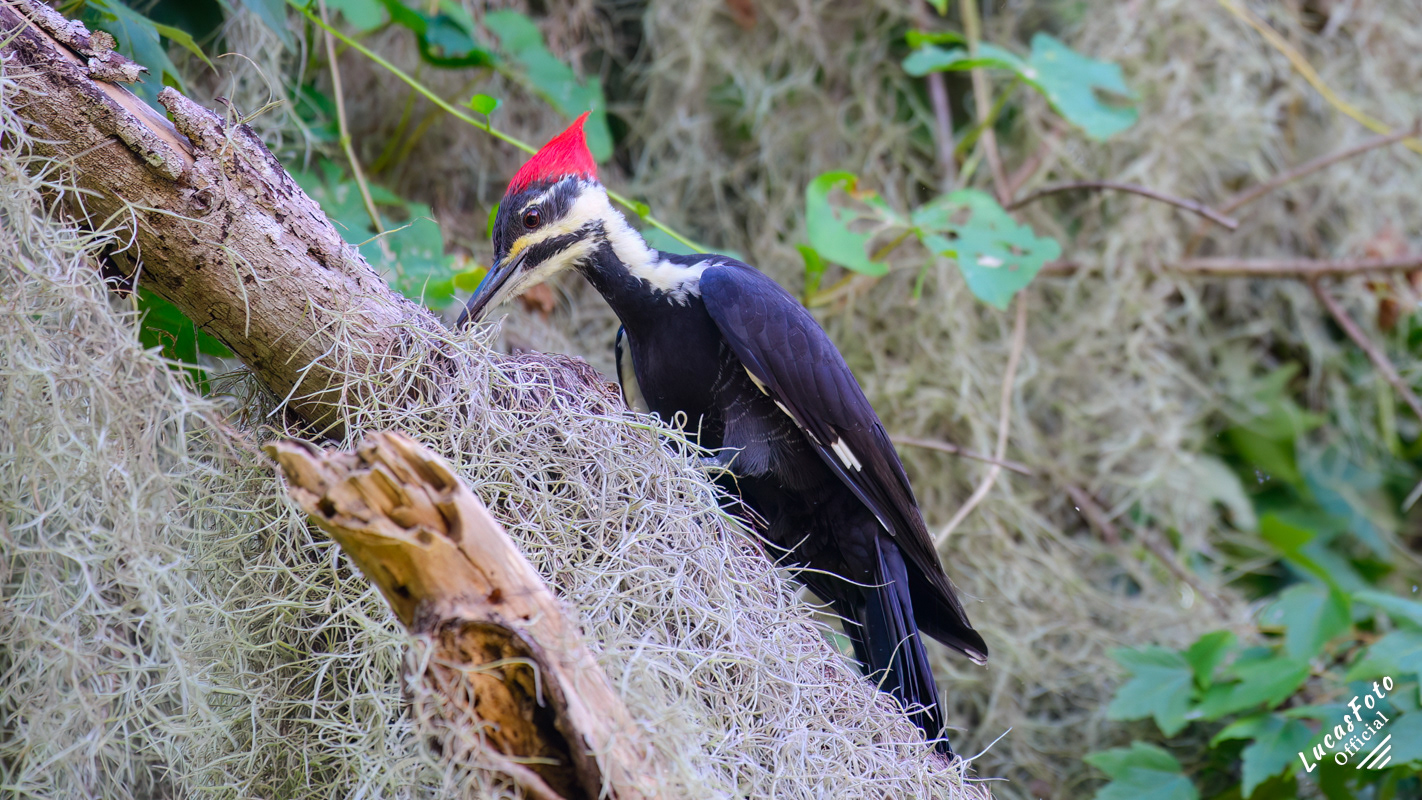 Pileated Woodpecker
