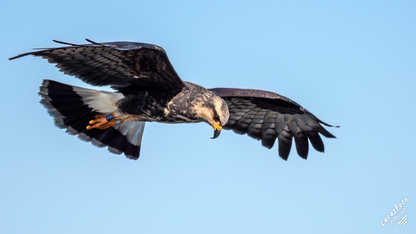 Snail Kite