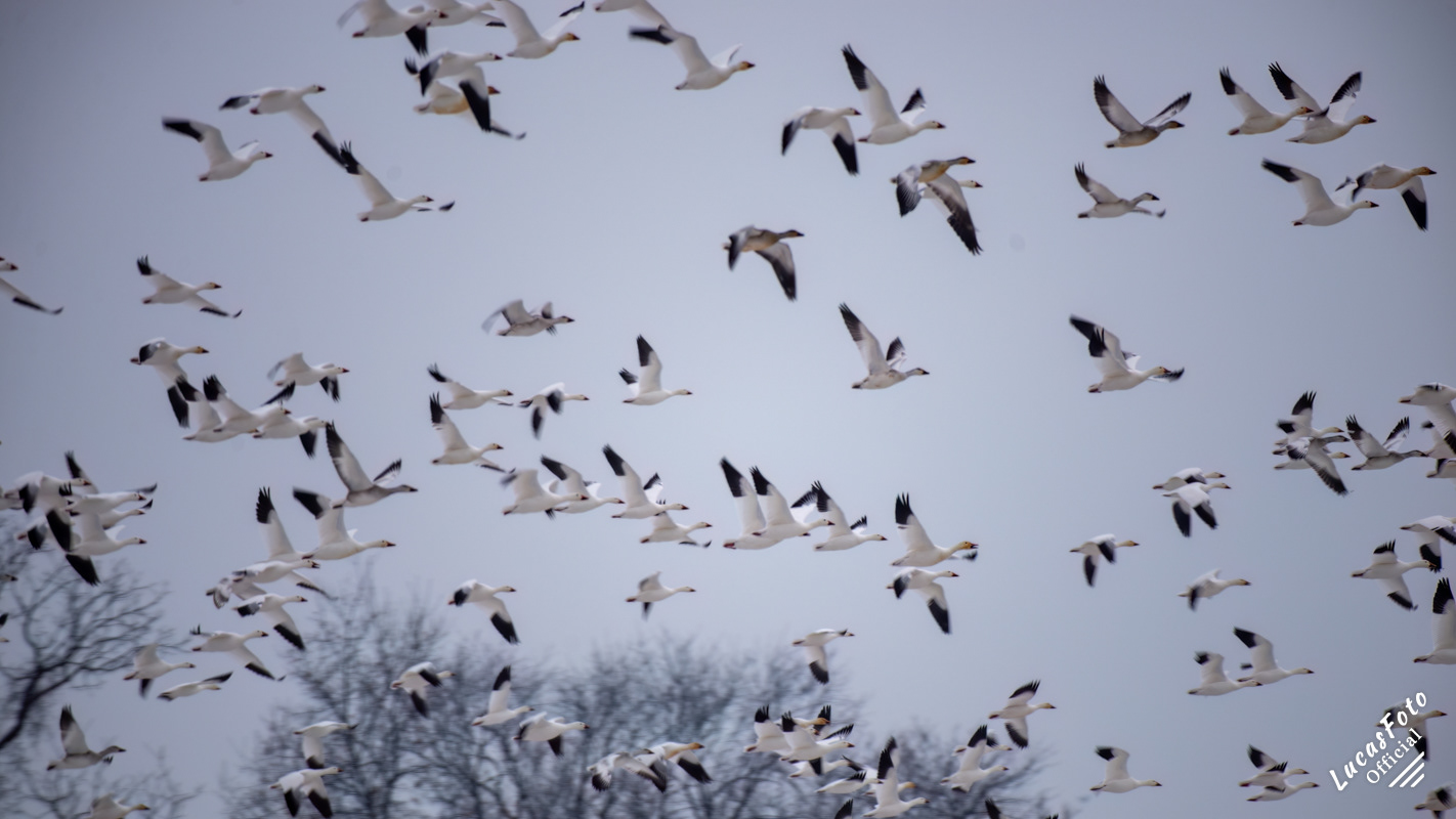 Snow Goose