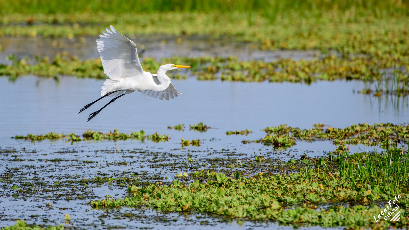 Great Egret