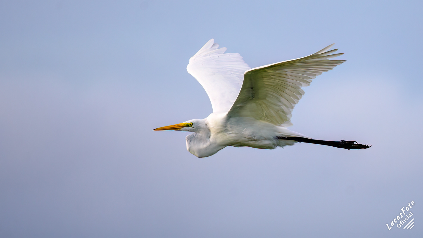 Great Egret