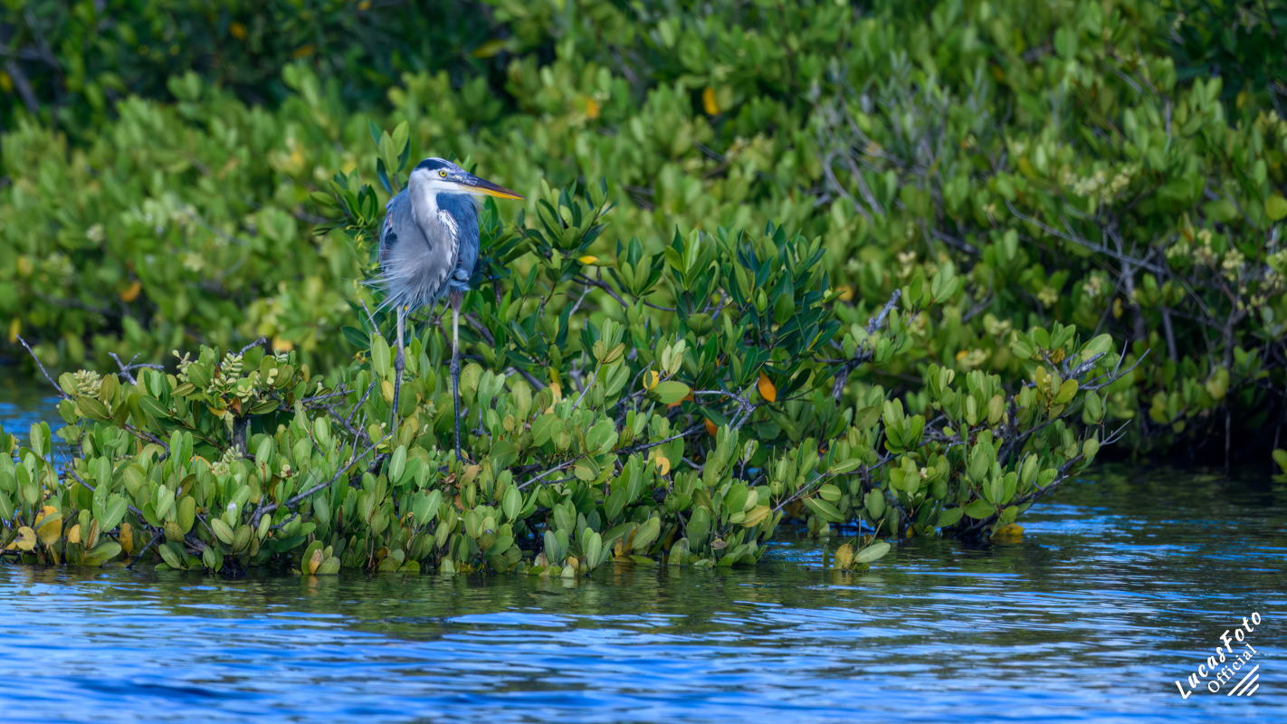 Great Blue Heron
