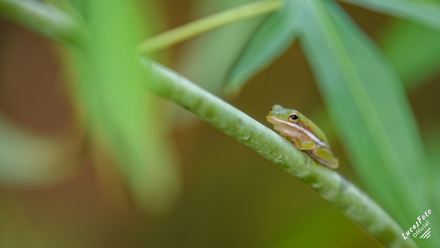 Green Treefrog