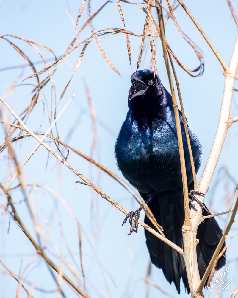 Boat-tailed Grackle