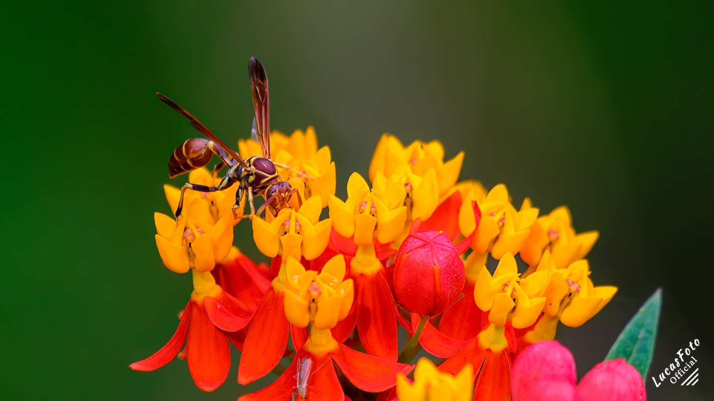 Paper Wasp