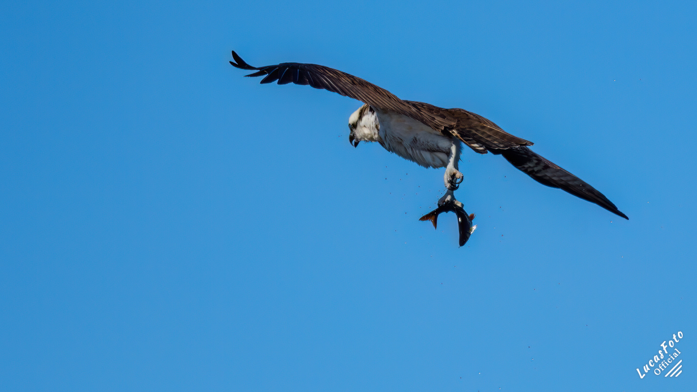 Osprey